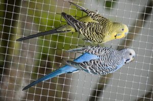 Fast efficient supplier of welded wire mesh in Australia - Arrow Metal